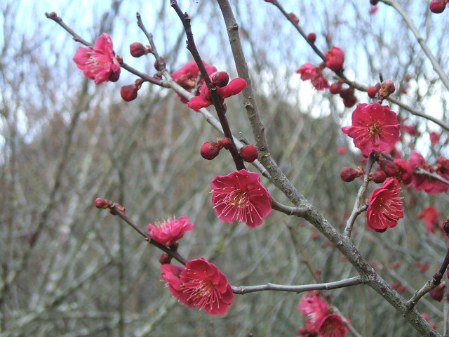 DSCF1083.JPG