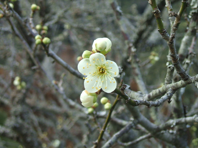 DSCF1085.JPG