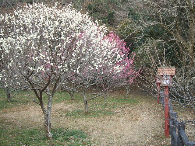 DSCF1088.JPG