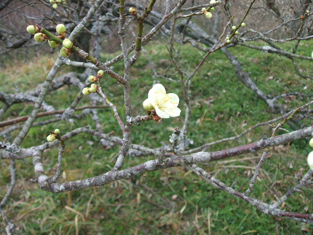 DSCF1098.JPG