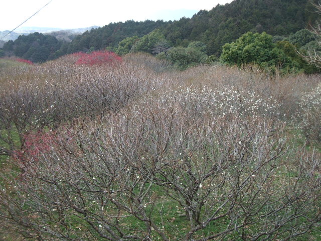 DSCF1100.JPG